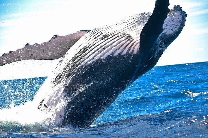 Two hours Ma'alaea Humpback Whale Watching Exclusive to 6 Guests - Photo 1 of 13